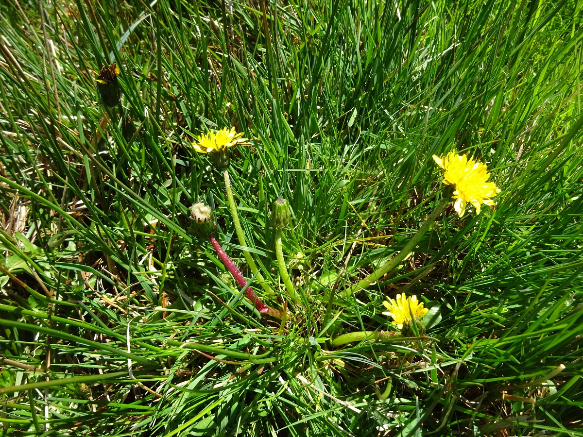 Taraxacum sect. Palustria (Asteraceae)